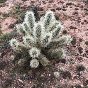 Meet your Posher, Shea